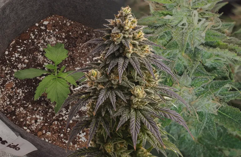 Do-si-Dos Auto - Week by Week Grow Diary & Strain Review