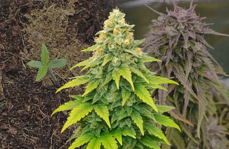 Fat Bastard Auto - Week by Week Grow Diary & Strain Review