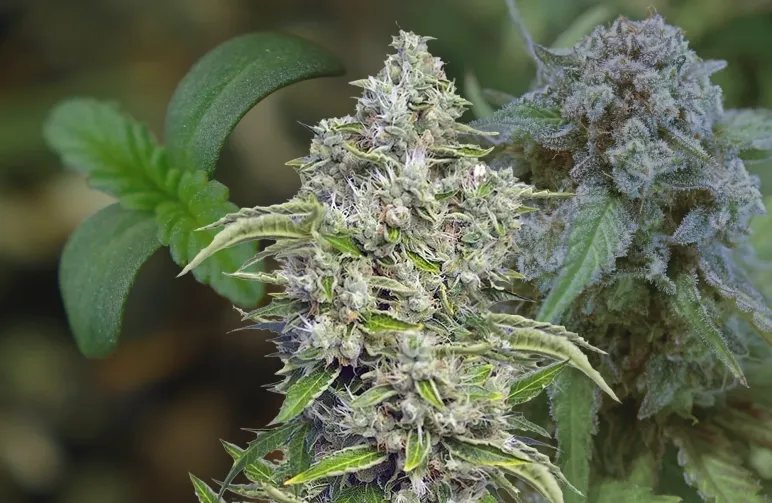 Future #1 - Week by Week Grow Diary & Strain Review