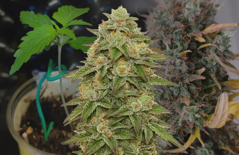 Gelato Auto Woche-für-Woche Grow-Tagebuch