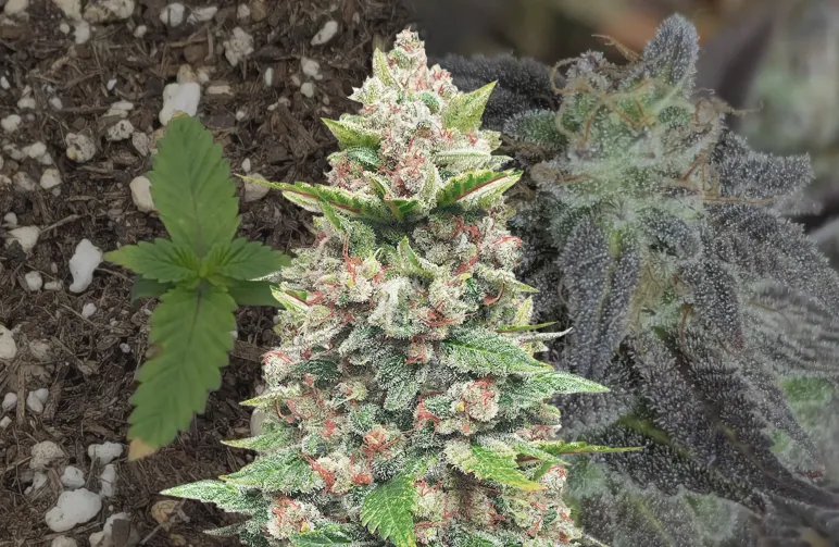 God's Gift - Week by Week Grow Diary & Strain Review