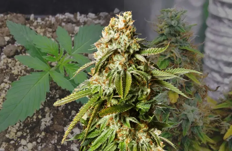 Gorilla Glue Auto - Week by Week Grow Diary & Strain Review