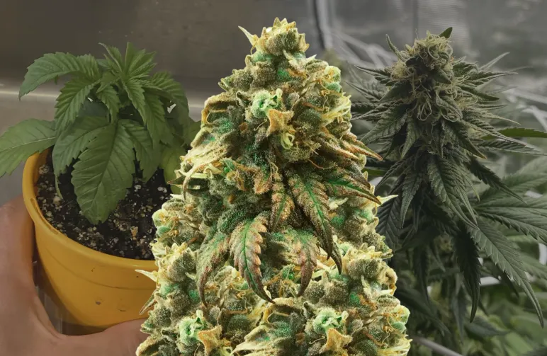 Green Crack Woche-für-Woche Grow-Tagebuch