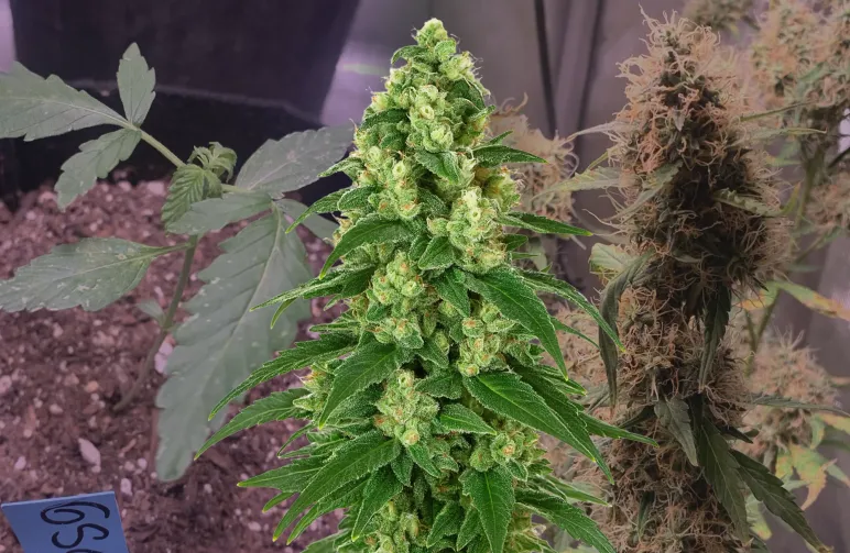 Girl Scout Cookies Auto Woche für Woche Grow-Tagebuch