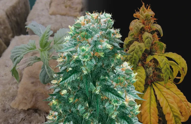 Harlequin Woche-für-Woche Grow Diary