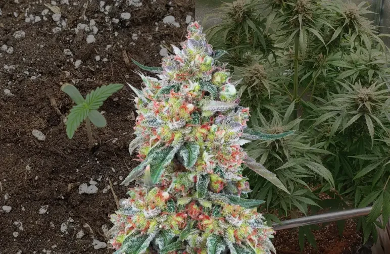 Hellfire OG Auto Woche für Woche Wachstumstagebuch