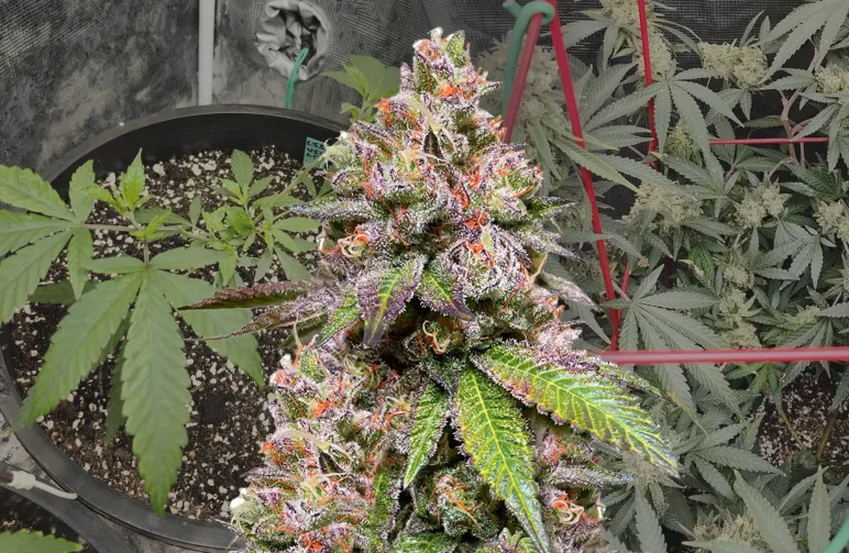 LSD Woche-für-Woche Grow-Tagebuch