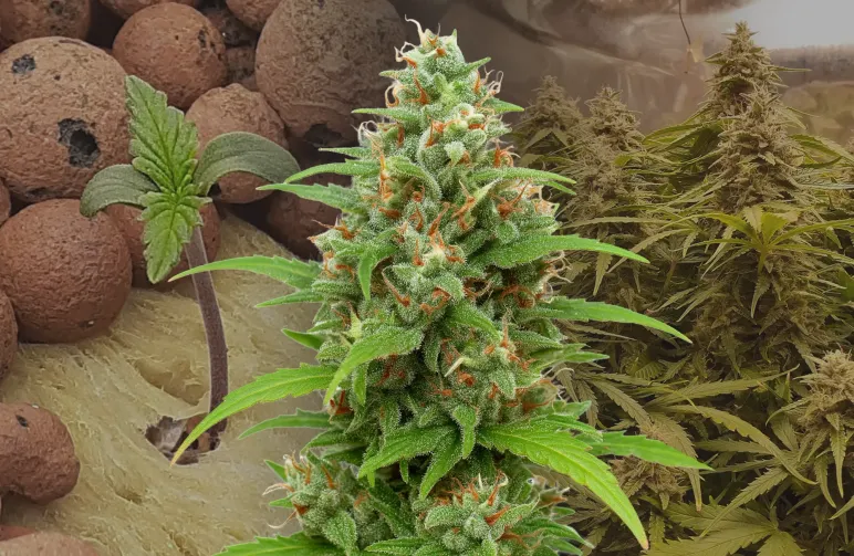 Magnum Auto - Week by Week Grow Diary & Strain Review