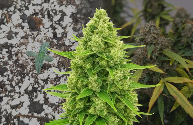 Northern Lights Auto - Week by Week Grow Diary & Strain Review