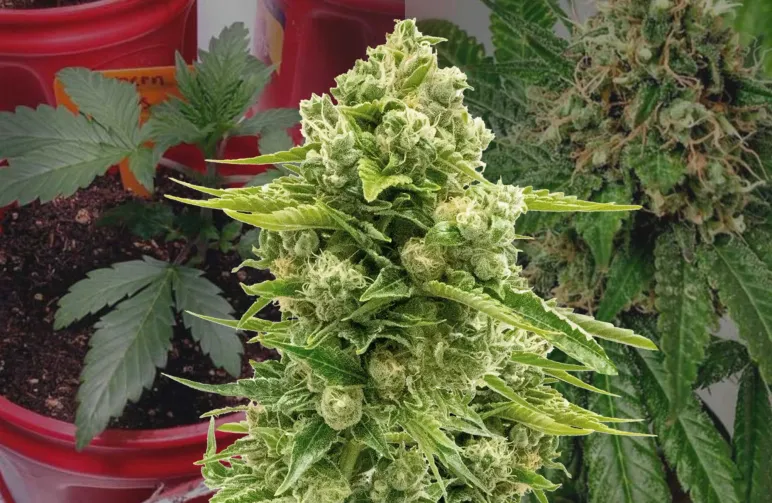 Northern Lights Grow-Tagebuch Woche für Woche