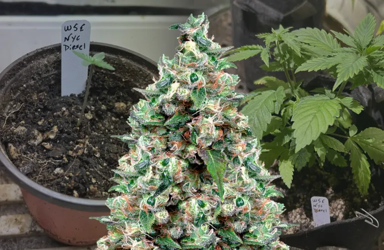 NYC Diesel – Woche-für-Woche Grow-Tagebuch & Sortenreview