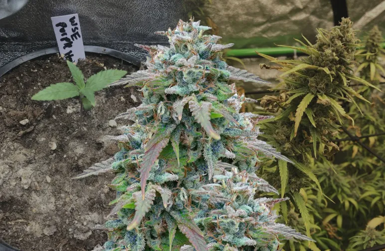 Purple Haze - Week by Week Grow Diary & Strain Review