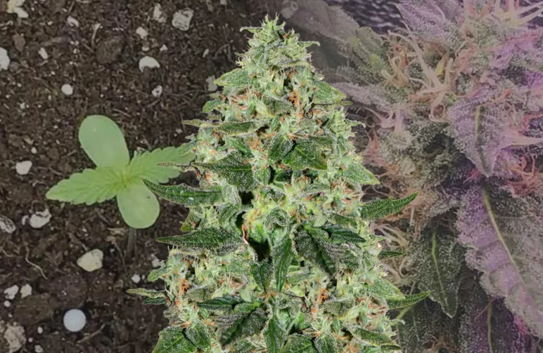 Santa Maria Auto - Week by Week Grow Diary & Strain Review