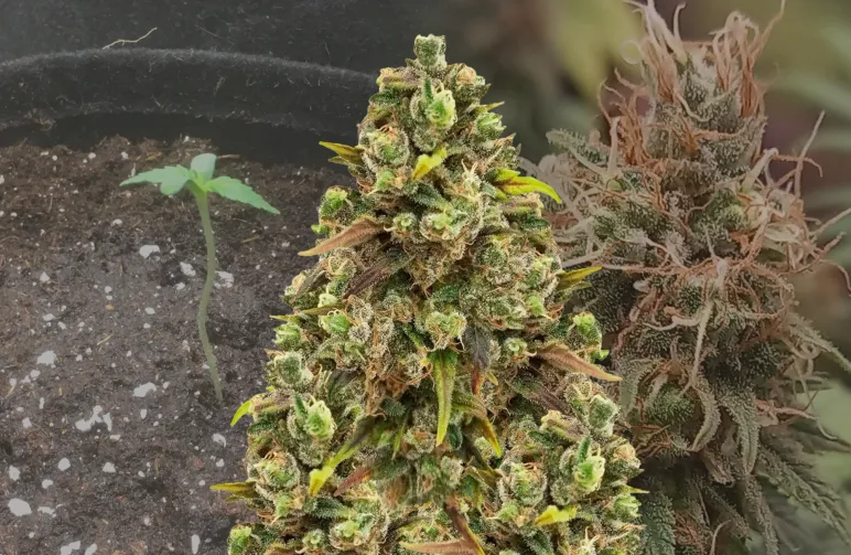 Sexxpot Woche-für-Woche Anbautagebuch