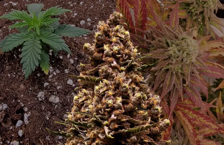 Sirius Black - Week by Week Grow Diary & Strain Review