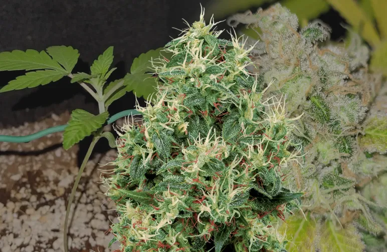Strawberry Kush Grow-Tagebuch Woche für Woche