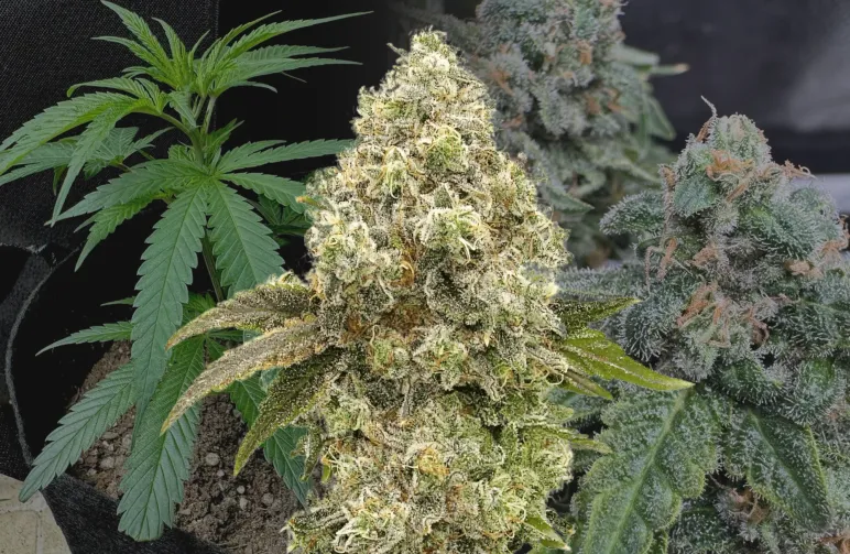 Super Boof Wochen-für-Wochen Anbautagebuch