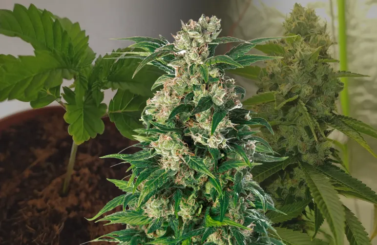 Trainwreck - Week by Week Grow Diary & Strain Review