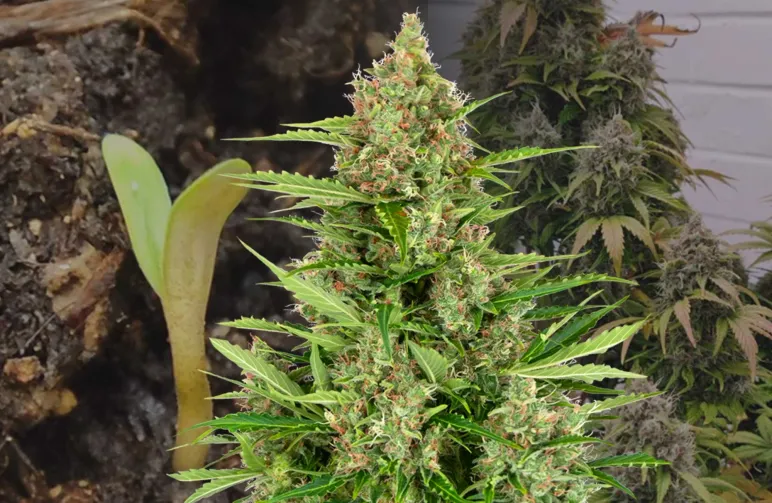 Wedding Cake Auto - Week by Week Grow Diary & Strain Review