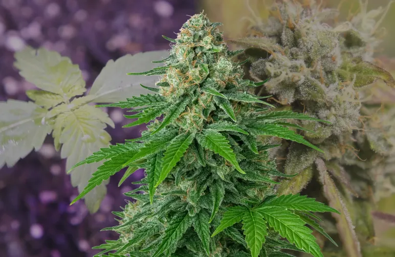 White Widow Auto - Week by Week Grow Diary & Strain Review