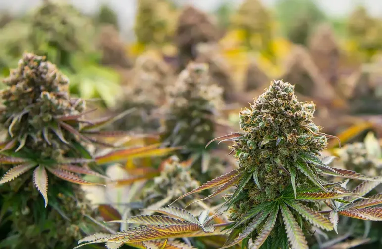 The Ultimate Beginners Guide to Growing Weed Indoors (Step-by-Step 2026)