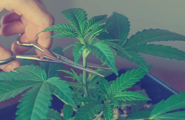 Guide to Topping and Pruning Indica Cannabis for Maximum Yield and Potency