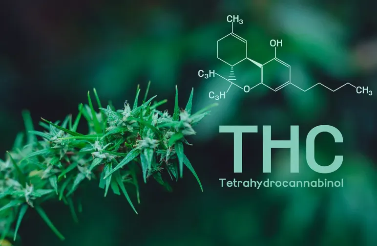 Cannabinoids Explained: THC, CBD & the Others You Should Know
