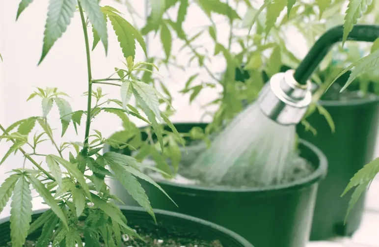 How to Water Cannabis: The Ultimate Guide to the Wet/Dry Cycle and pH Mastery