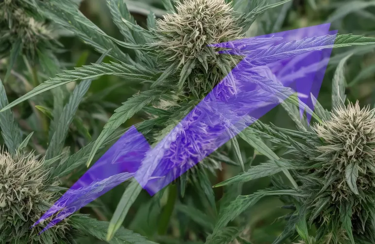 How Beginners Can Easily Boost Cannabis Yield