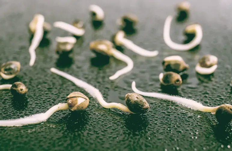 How to Germinate Cannabis Seeds: 4 Easy Step-by-Step Methods