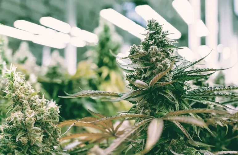 How to Grow Autoflowers from Seed: A Step-by-Step Guide