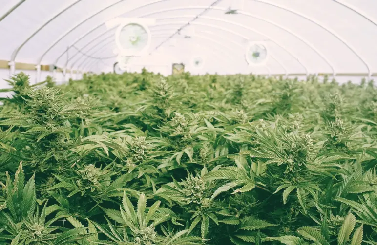 ScrOG Grow Guide: What is ScrOG and How to ScrOG?