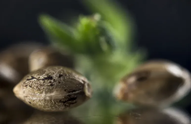 How to Tell Female from Male Cannabis Seeds