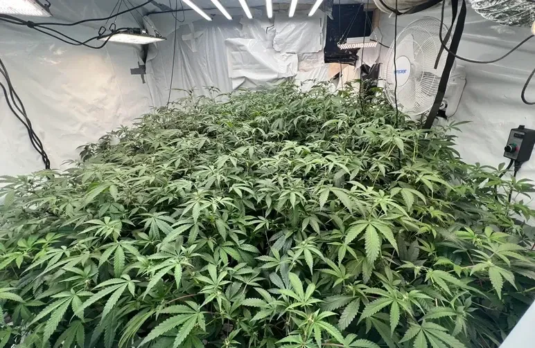 ScrOG vs. SOG: Welche Cannabis-Training-Methode bringt mehr?