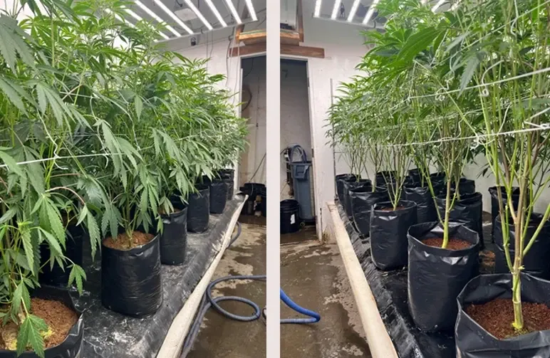 Lollipopping Cannabis: Wann und wie man für dichte Blüten schneidet