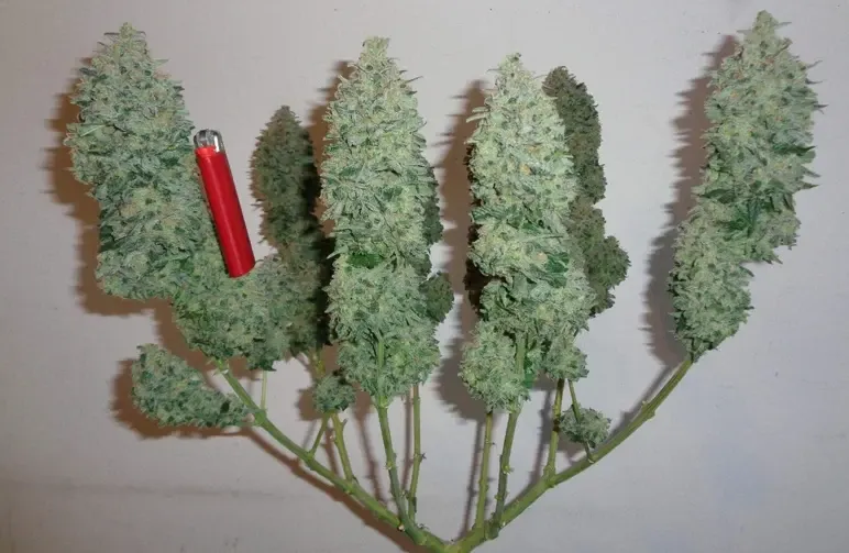 Mainlining Cannabis: A Step-by-Step Visual Guide