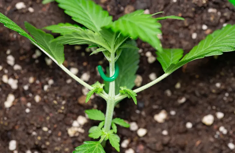 The Ultimate Guide to LST for Autoflowers: Get Bigger Yields (Step-by-Step)