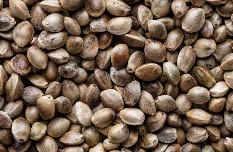 Guide on Buying Cannabis Seeds in Oregon