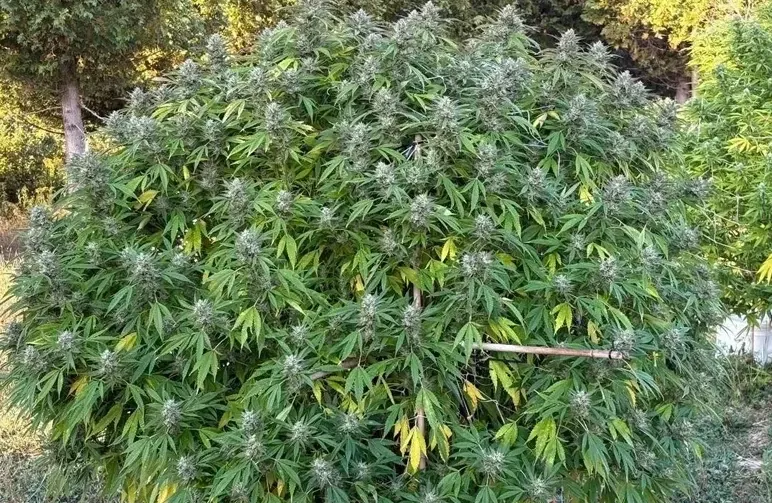 Outdoor Cannabis Grow Spots: The Ultimate Guide to Sun, Soil & Stealth (2026)