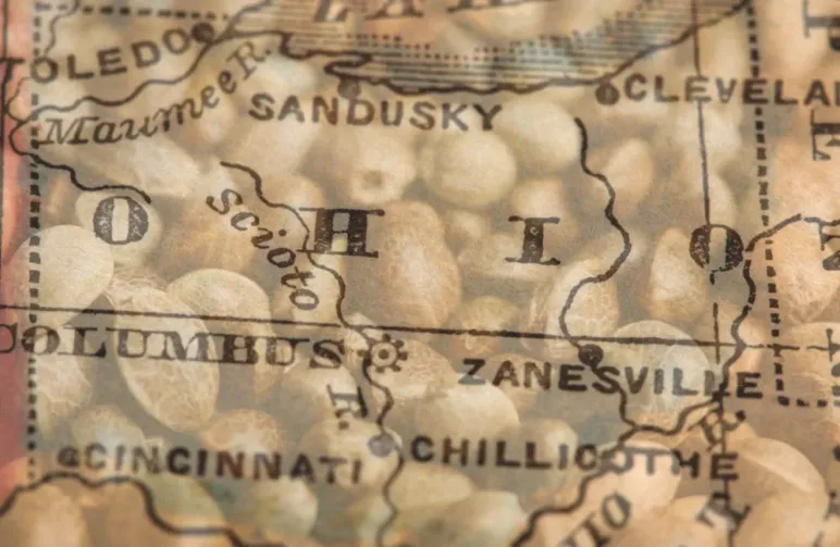 Best Strains to Grow in Ohio (2026): An Expert Grower's Guide