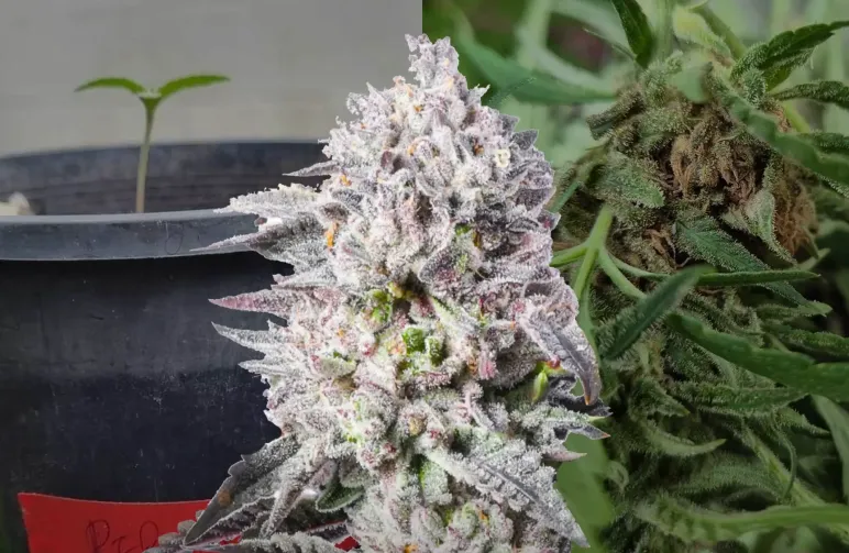 Permanent Marker - Week by Week Grow Diary & Strain Review