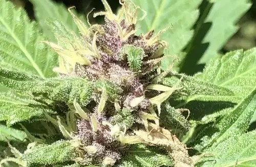 Fortgeschrittene Autoflower-Kultivierungsmethoden für Elite-Grower