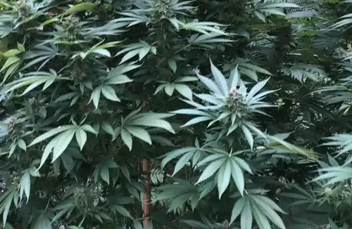 Tips for Discreet Outdoor Autoflower Guerrilla Growing