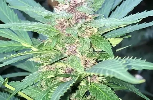 Cultivating Autoflowers in Extremely Small Spaces