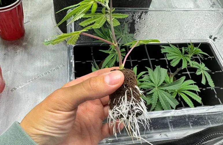 Monster Cropping: Wie man blühende Pflanzen für explosives Wachstum klont