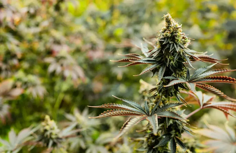 Die 10 stärksten Autoflower-Sorten mit bis zu 37% THC 🤯