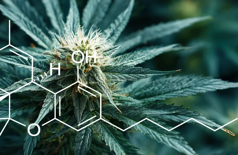 Study: Quantification of THC Levels in Different Varieties of Cannabis Sativa