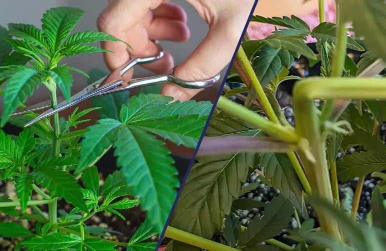 Super Cropping vs. Topping: Which Technique Delivers Higher Cannabis Yields?