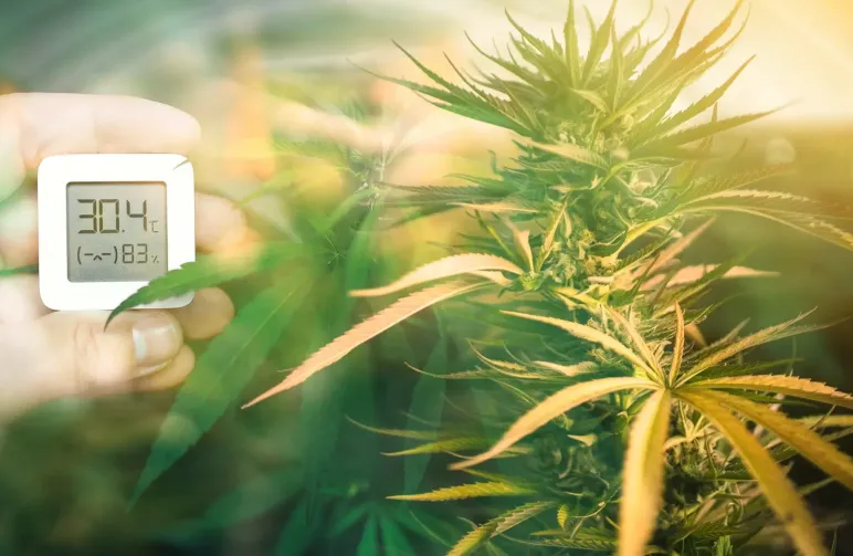 Optimierung von Temperatur und Luftfeuchtigkeit für das Wachstum feminisierter Cannabispflanzen