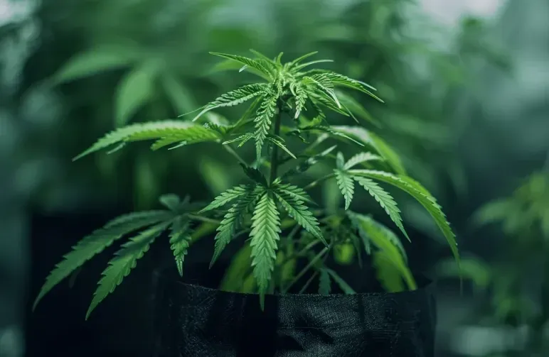 How to Spot and Avoid Stress in Your First Autoflower Grow